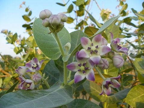 Giant milk weed (Calotropis procera)  Calotropis procera,Flowers,Giant milk weed