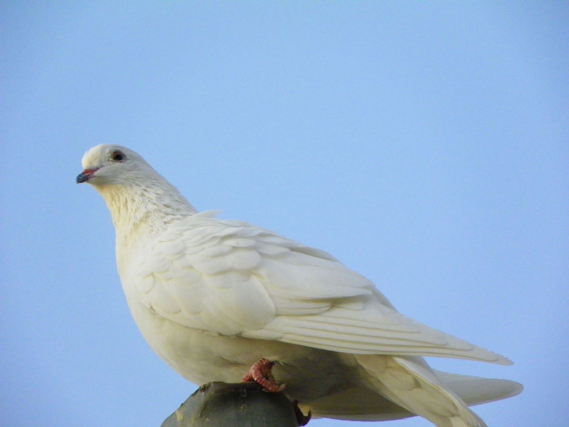 White Pigeon RARELY SEEN WHITE PIGEON Columba palumbus,Common Wood Pigeon,Pigeons,birds