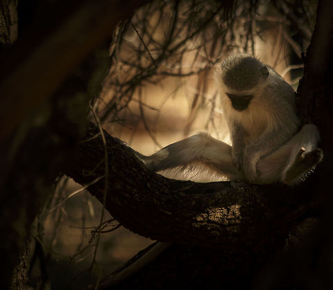 Vervat Monkey A Vervat monkey sitting in a tree. Chlorocebus pygerythrus,Kruger,Vervet monkey,comtemplating,south africa,tree,vervet monkey