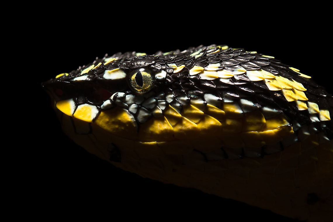 Female Wagler's Pit Viper Head Shot, Singapore This female wagler's pit viper casually slithered past me, managed to snap several close-up shots and after awhile got away with this beauty of a photograph. Fall,Geotagged,Singapore,Tropidolaemus wagleri,Wagler's pit viper