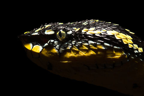 Female Wagler's Pit Viper Head Shot, Singapore This female wagler's pit viper casually slithered past me, managed to snap several close-up shots and after awhile got away with this beauty of a photograph. Fall,Geotagged,Singapore,Tropidolaemus wagleri,Wagler's pit viper