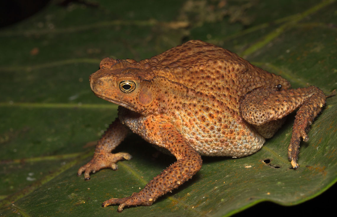 Four-Ridged Toad, Singapore Found this guy by the side of the forest track after an evening shower. Fall,Geotagged,Ingerophrynus quadriporcatus,Singapore,Toad