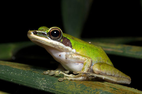 Known as Copper-cheeked Frog in Singapore Rather common around our nature reserves, this was a particularly large individual. Fall,Geotagged,Hylarana labialis,Singapore,White-lipped frog
