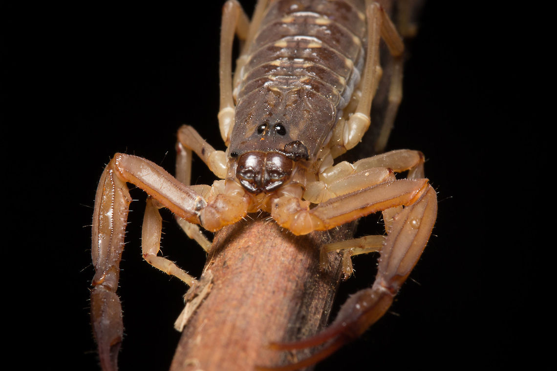 Lychas scutilus or Spotted Scorpion, Singapore Also rather common in our nature reserves at night. Fall,Geotagged,Lychas scutilus,Singapore