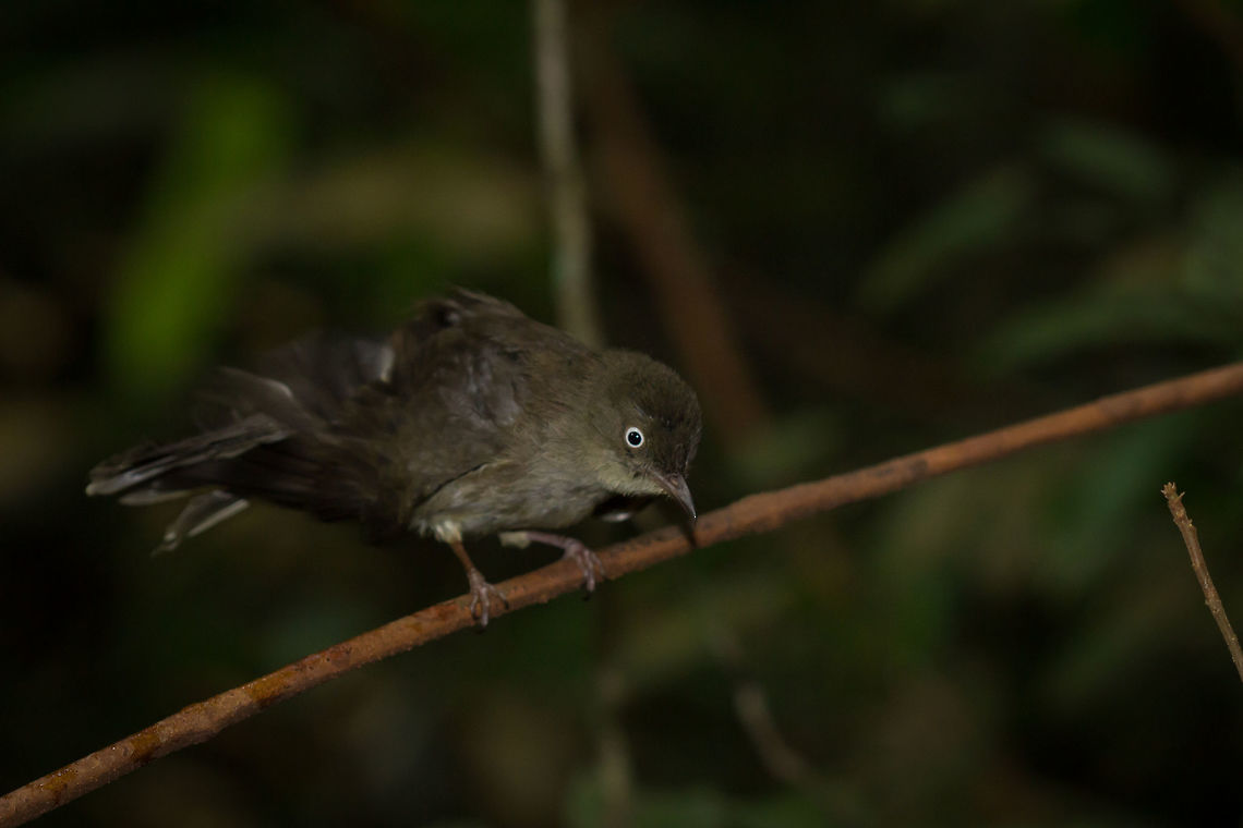Cream-vented Bulbul, Singapore This guy was preening on top of a small flowing stream. Cream-vented bulbul,Pycnonotus simplex