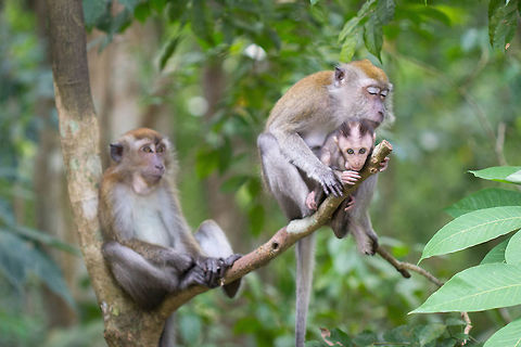 Long tailed Macaque, Singapore A rather common macaque in Southeast Asia and here especially (Singapore). Crab-eating macaque,Macaca fascicularis
