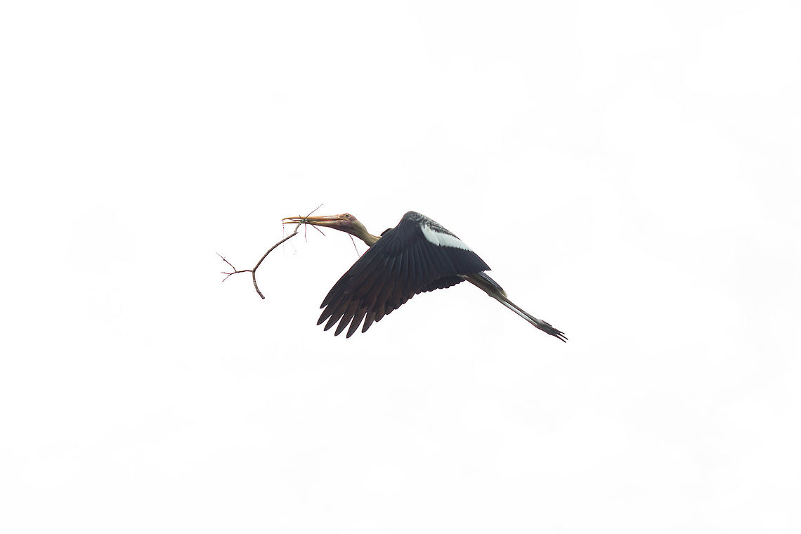 Milky Stork with Branch, Singapore Managed to snap this quick shot of a Milky Stork with a branch in it&#039;s mouth. Milky Stork,Mycteria cinerea