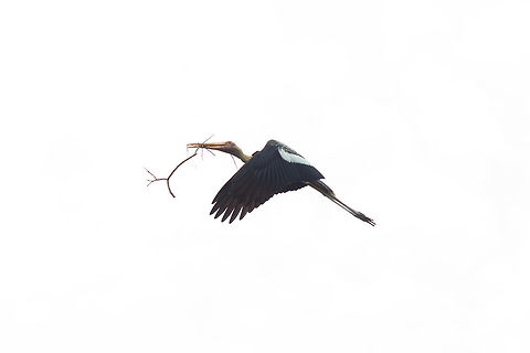 Milky Stork with Branch, Singapore Managed to snap this quick shot of a Milky Stork with a branch in it's mouth. Milky Stork,Mycteria cinerea