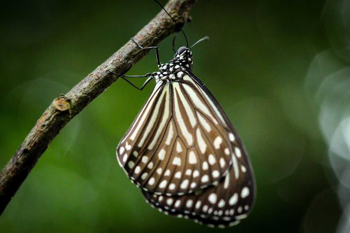 Dark Glassy Tiger, Singapore Observed being very still. Dark Glassy Tiger,Parantica agleoides