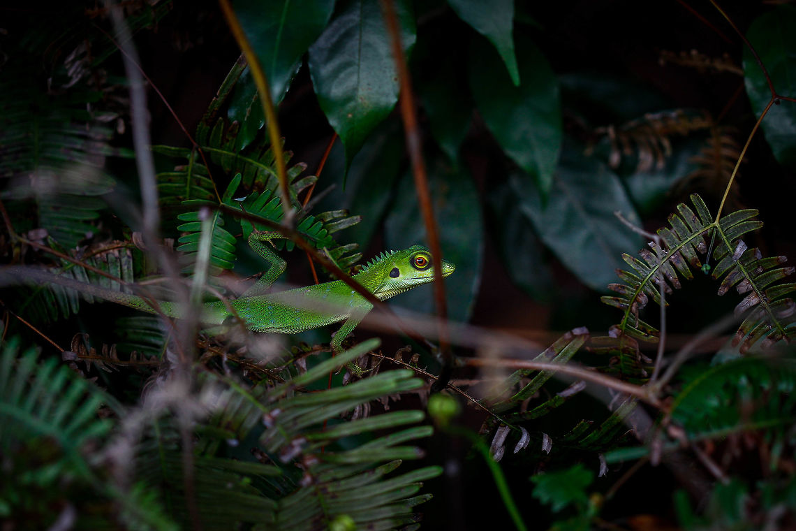 Green Crested Lizard, Singapore Observed in heavy foliage. Bronchocela cristatella,Green Crested Lizard