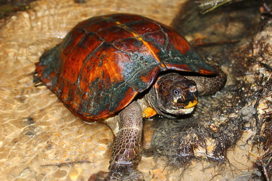 Spiny Hill Terrapin, Singapore Observed casually walking upstream. Heosemys spinosa,Spiny turtle