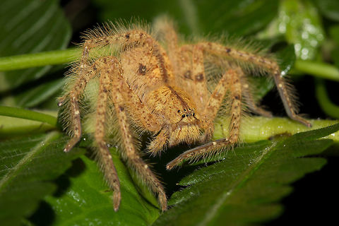 Heteropoda davidbowie, Singapore Also known as the 'Hairy Huntsman' in some parts. Heteropoda davidbowie