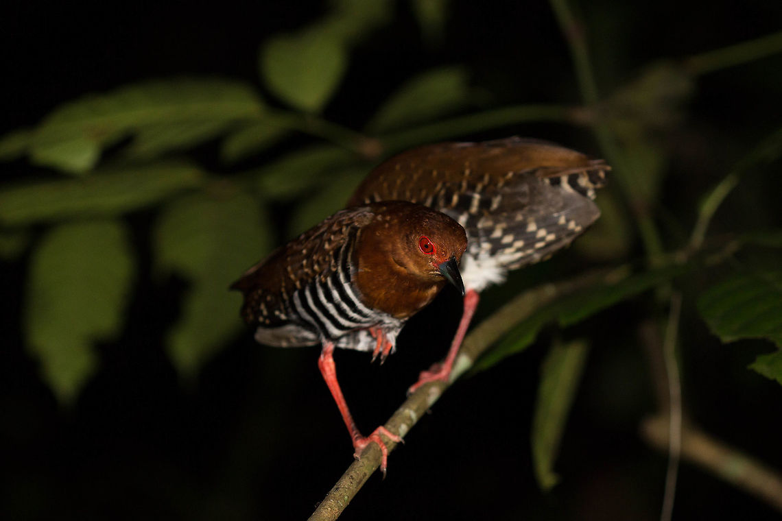 Red-legged Crake, Singapore Snoozing red-legged crakes on a night trek through the forest. Rallina fasciata,Red-legged crake