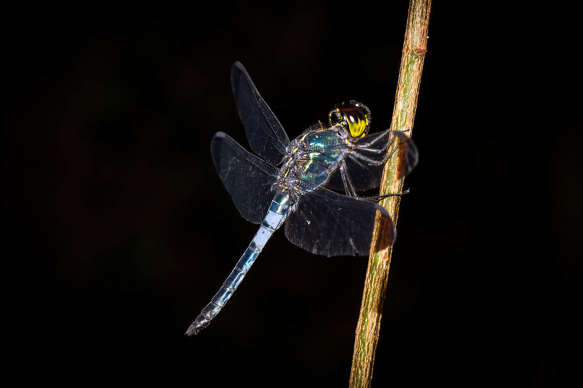 Dark-tipped Forest-skimmer, Singapore (Cratilla metallica) Non-skitterish odonata Cratilla metallica,Dark-tipped forest skimmer,Odonata,dragonfly