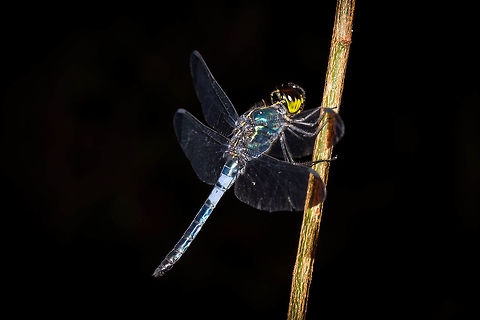 Dark-tipped Forest-skimmer, Singapore (Cratilla metallica) Non-skitterish odonata Cratilla metallica,Dark-tipped forest skimmer,Odonata,dragonfly