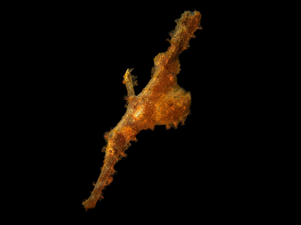 Robust Ghost Pipefish Variant, Indonesia Photo was taken at Tulamben, Bali (Indonesia) Robust ghost pipefish,Roughtsnout Ghostpipefish,Solenostomus cyanopterus