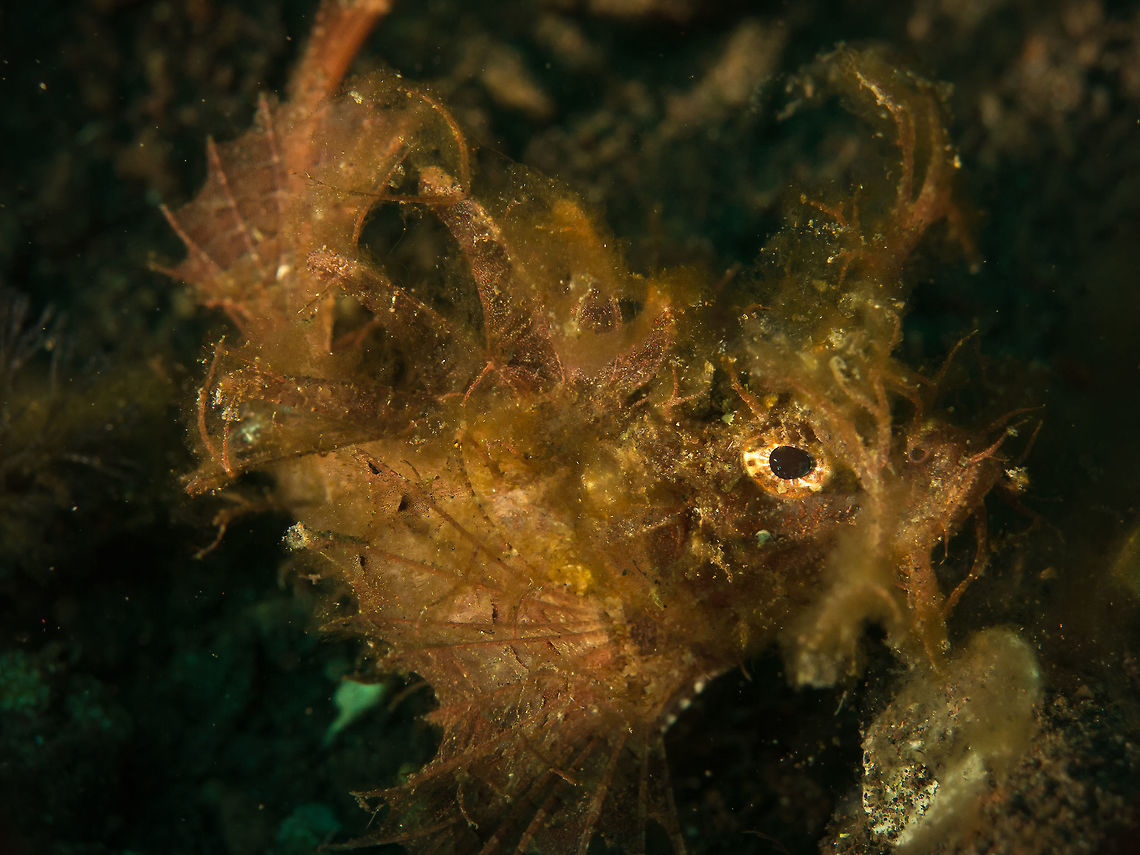 Ambon Scorpionfish, Indonesia An uncommon visitor in Bali Ambon scorpionfish,Pteroidichthys amboinensis