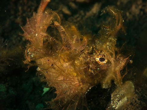 Ambon Scorpionfish, Indonesia An uncommon visitor in Bali Ambon scorpionfish,Pteroidichthys amboinensis