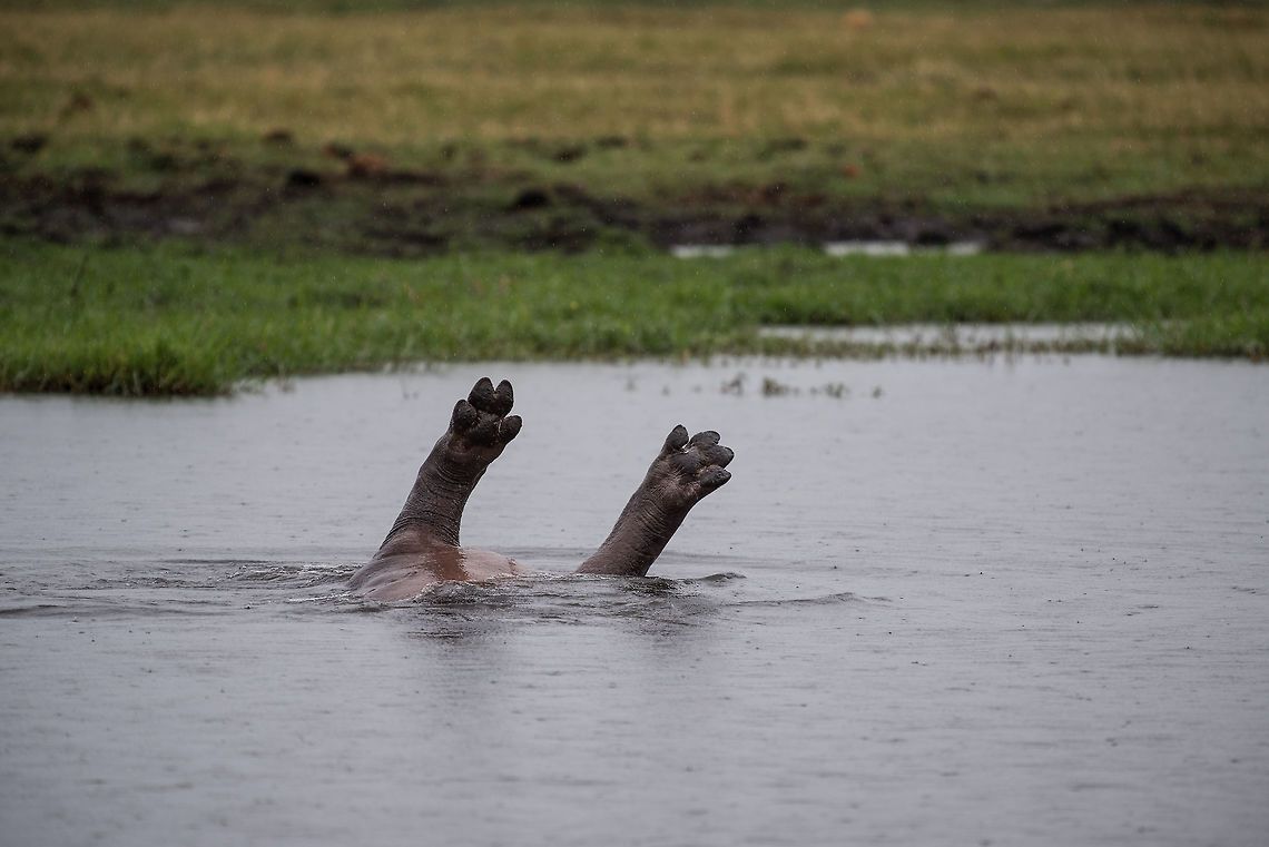 Foot Fetish The rarely seen Hippo Feet! Africa,Hippopotamus,Hippopotamus amphibius