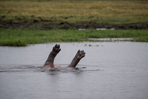 Foot Fetish The rarely seen Hippo Feet! Africa,Hippopotamus,Hippopotamus amphibius