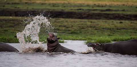 Teenage Play  Africa,Hippopotamus,Hippopotamus amphibius