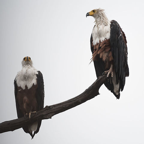 A Pair for Life  Africa,African Fish Eagle,Haliaeetus vocifer