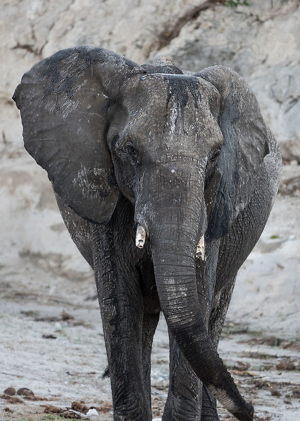 A Knowing Look  Africa,African bush elephant,African forest elephant,Loxodonta africana,Loxodonta cyclotis