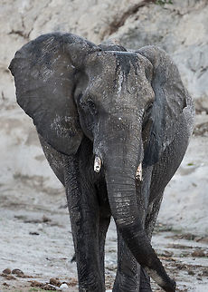 A Knowing Look  Africa,African bush elephant,African forest elephant,Loxodonta africana,Loxodonta cyclotis
