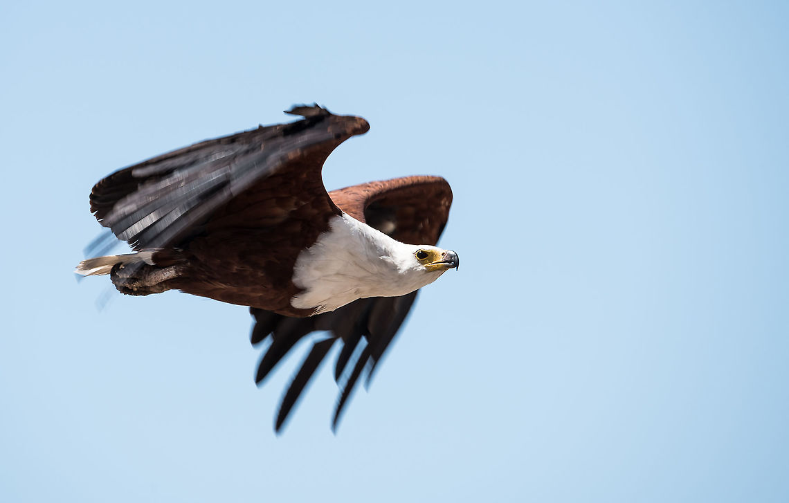 Flying Fish Eagle  Africa,African Fish Eagle,Haliaeetus vocifer