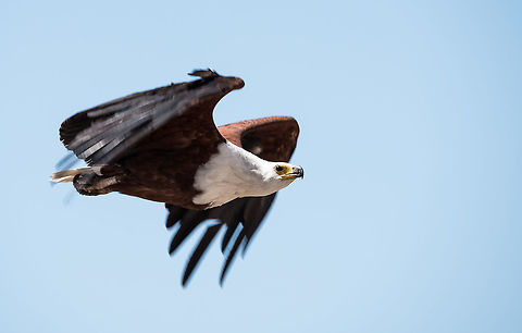 Flying Fish Eagle  Africa,African Fish Eagle,Haliaeetus vocifer