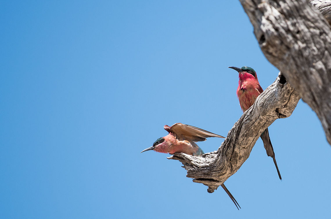 Ready for Takeoff  Africa,Merops nubicoides