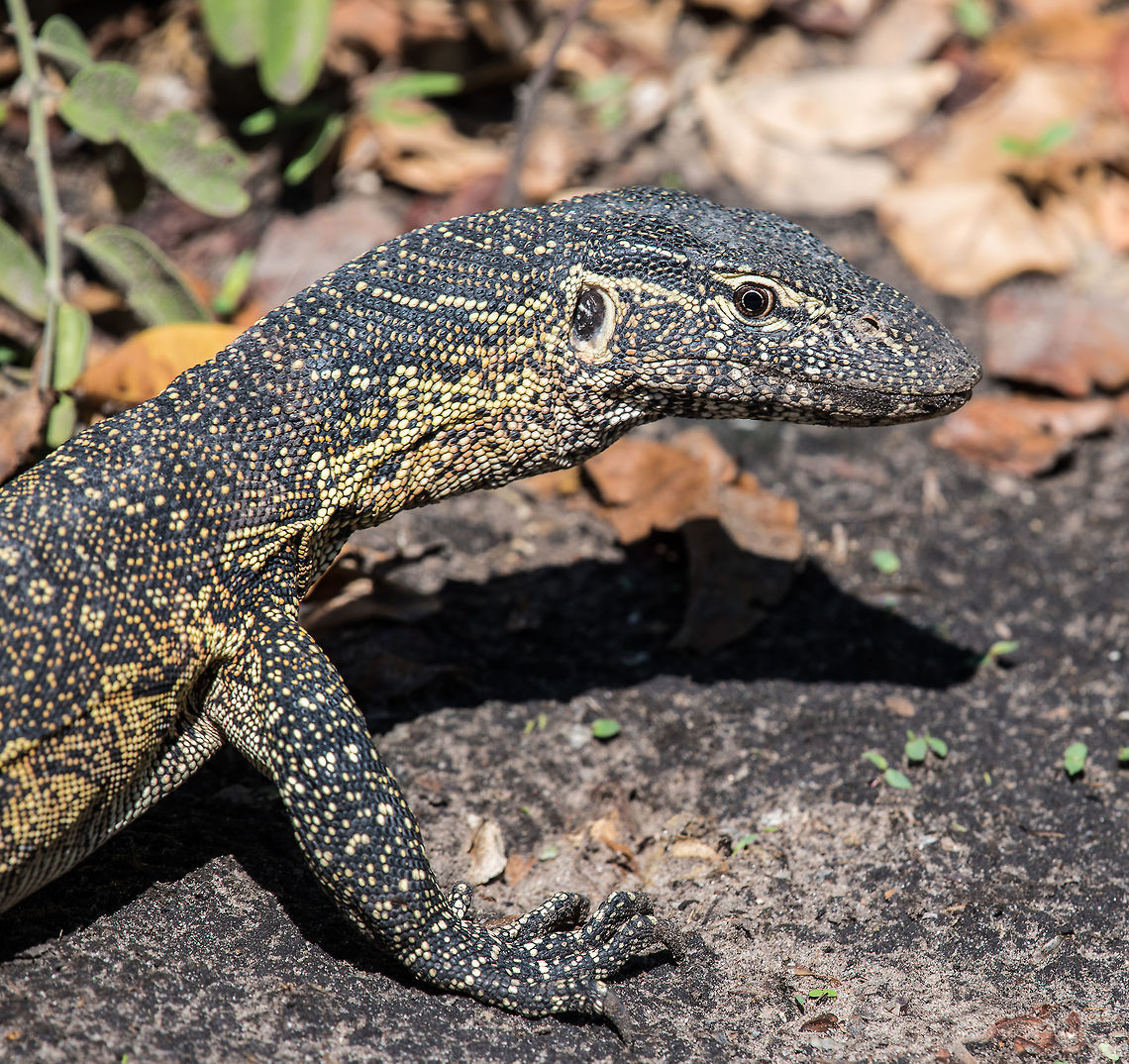 In the Sun  Africa,Mertens’ Water Monitor,Varanus mertensi,Varanus salvator,Water Monitor