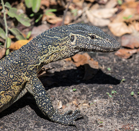 In the Sun  Africa,Mertens&rsquo; Water Monitor,Varanus mertensi,Varanus salvator,Water Monitor