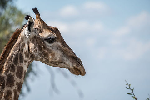 Enter Stage Left  Africa,Giraffa camelopardalis,Giraffe