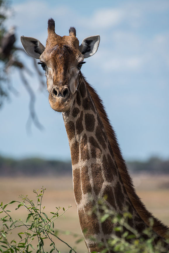 Posing  Africa,Giraffa camelopardalis,Giraffe