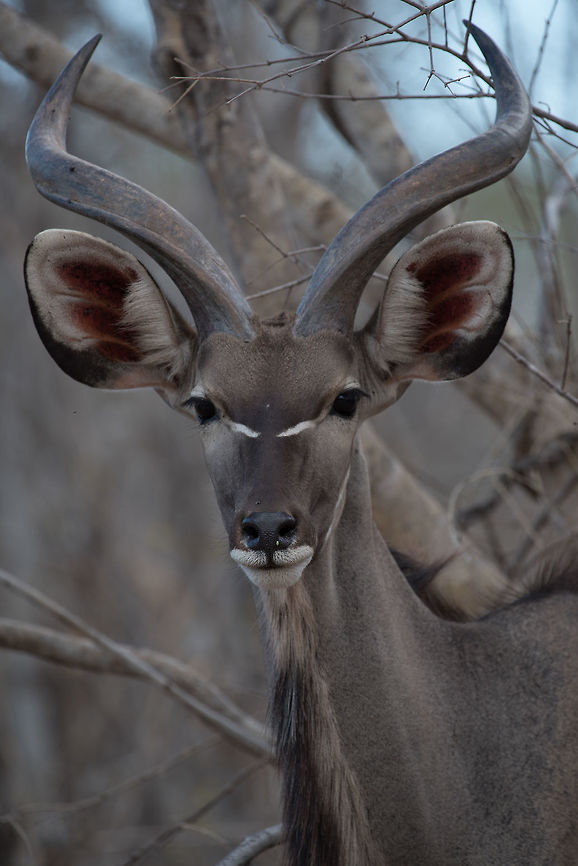 Young-Adult Kudu  Africa,Greater Kudu,Tragelaphus strepsiceros