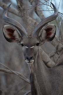 Young-Adult Kudu  Africa,Greater Kudu,Tragelaphus strepsiceros