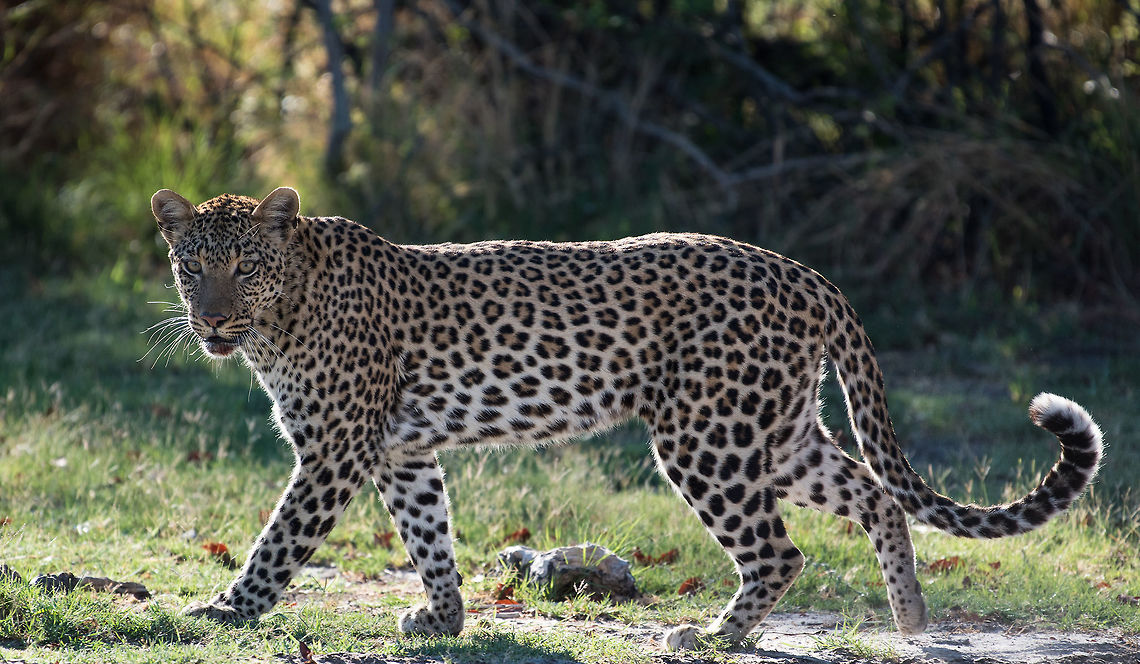 Retreating after a meal  Africa,African Leopard,Panthera pardus pardus