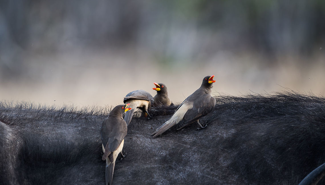 Four Little Birds  Africa,Buphagus africanus,Buphagus erythrorhynchus,Yellow-billed oxpecker