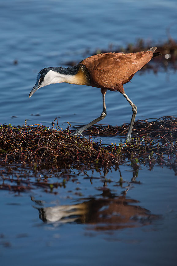 Looking for Grub  Actophilornis africanus,Africa,African jacana,Botswana,birds
