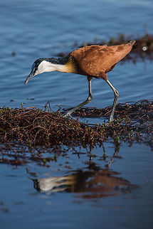 Looking for Grub  Actophilornis africanus,Africa,African jacana,Botswana,birds