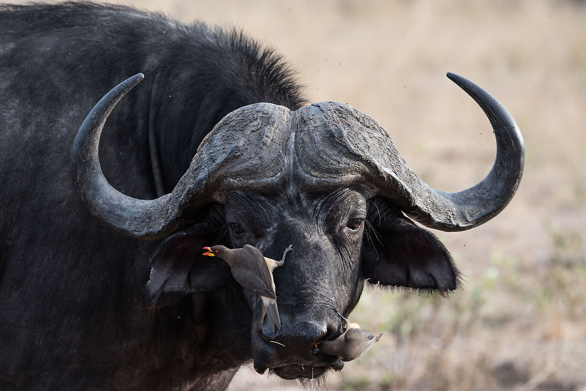 Typical Day Accompanied by a couple of Oxpeckers Africa,African buffalo,Oxpecker,Red-billed oxpecker,Syncerus caffer