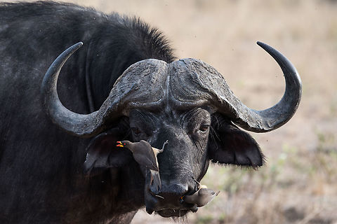 Typical Day Accompanied by a couple of Oxpeckers Africa,African buffalo,Oxpecker,Red-billed oxpecker,Syncerus caffer
