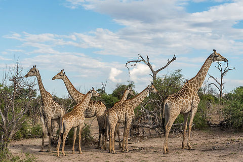 Giraffe Pack  Africa,Giraffa camelopardalis,Giraffe