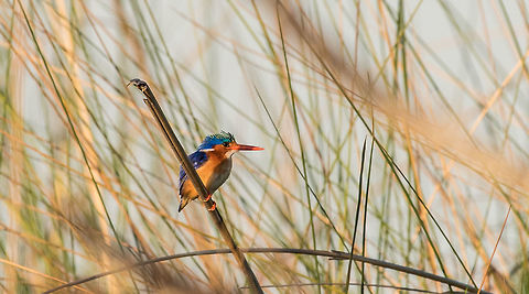 In the Grasses  Africa,Alcedo cristata,Corythornis cristatus,Malacahite kingfisher,Malachite Kingfisher