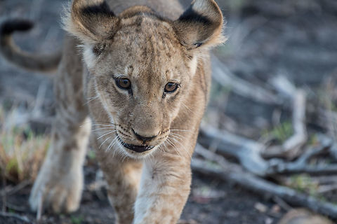Learning to Hunt  Africa,Lion,Panthera leo