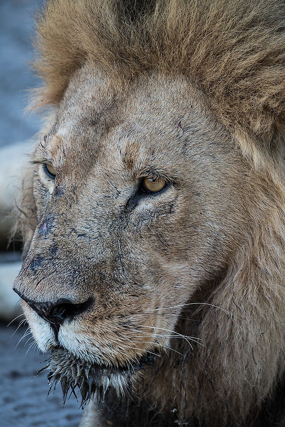 Leader of the Pack  Africa,Lion,Panthera leo