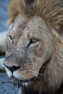 Leader of the Pack  Africa,Lion,Panthera leo