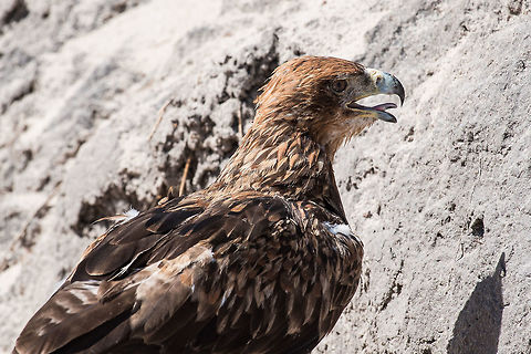 Looking for Termites  Africa,Aquila rapax,Tawny Eagle