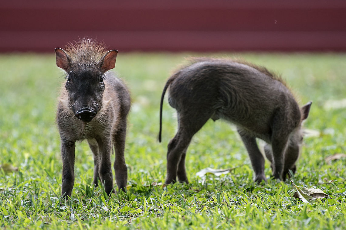 Baby Warthogs  Africa,Phacochoerus africanus,Warthog